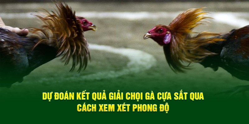 Dự đoán kết quả giải chọi gà cựa sắt qua cách xem xét phong độ