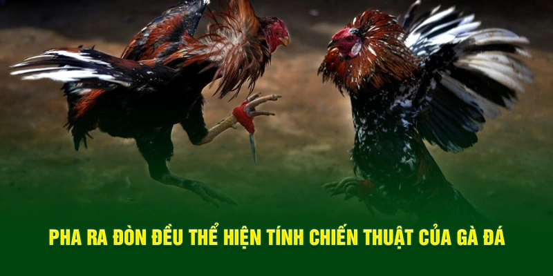 Pha ra đòn đều thể hiện tính chiến thuật của gà đá